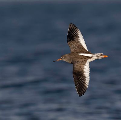 Redshank