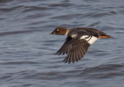 Goldeneye (female)