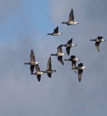 Pale and Dark-bellied Brent Geese