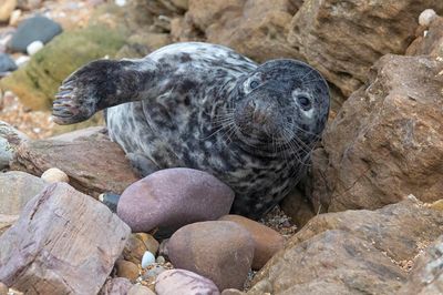 Grey Seal pup