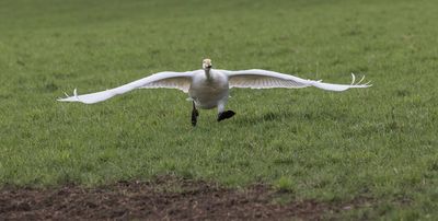 Whooper Swan