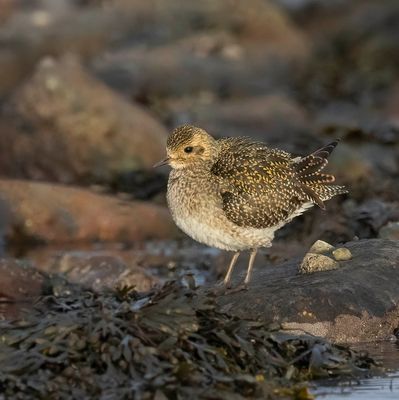 Golden Plover