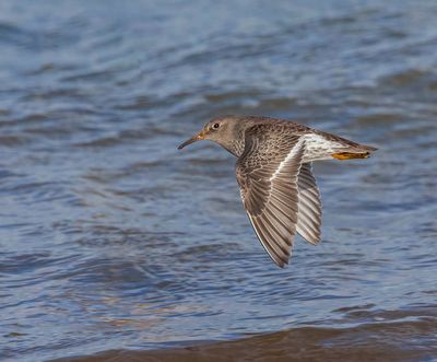 Purple Sandpiper