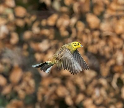 Yellowhammer