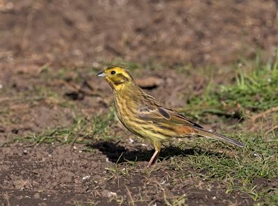 Yellowhammer