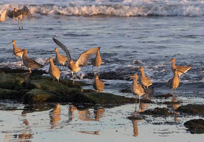 Curlew