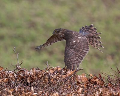 Sparrowhawk (1st w male)