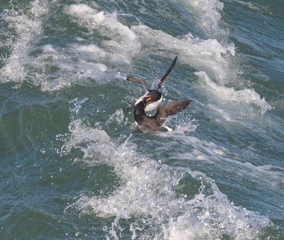 Razorbills