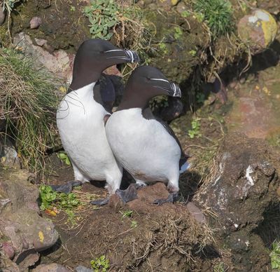 Razorbill