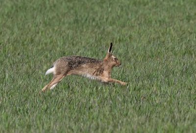 Brown Hare