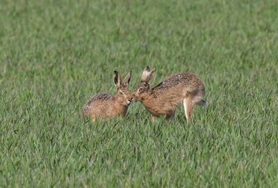 Brown Hares