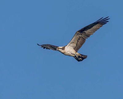 Osprey (male)