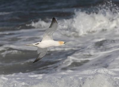 Gannet