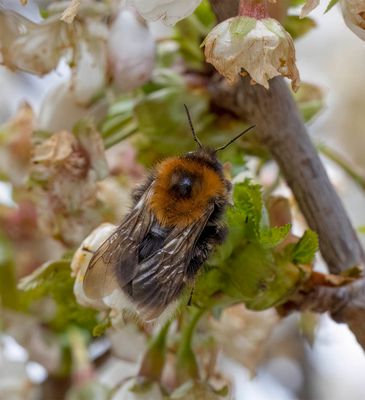 Tree bumblebee (Bombus hypnorum)