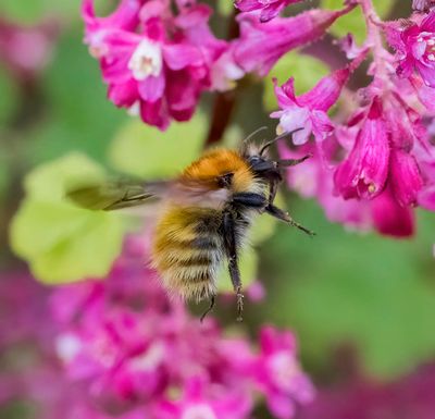 Carder bumblebee (Bombus pascuorum)