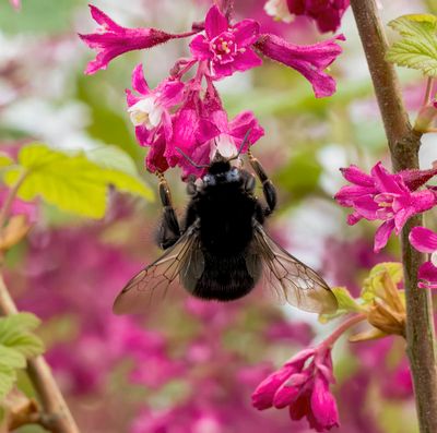 Red-tailed bumblebee (Bombus lapidarius)