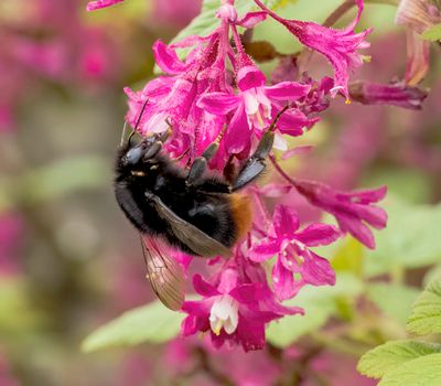Red-tailed bumblebee (Bombus lapidarius)