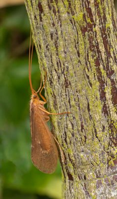 Caddisfly (Agrypnia pagetana)