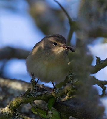 Chiffchaff