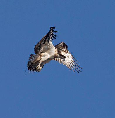 Osprey