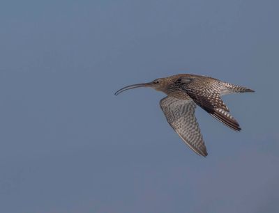 Curlew