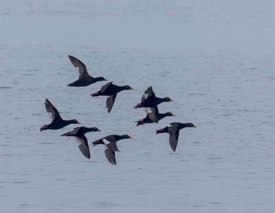 Velvet Scoters