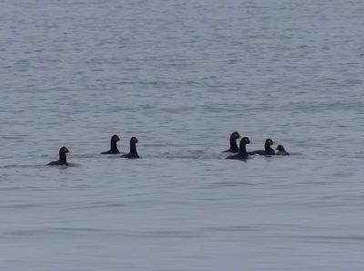 Velvet Scoters