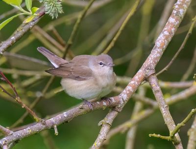 Garden Warbler