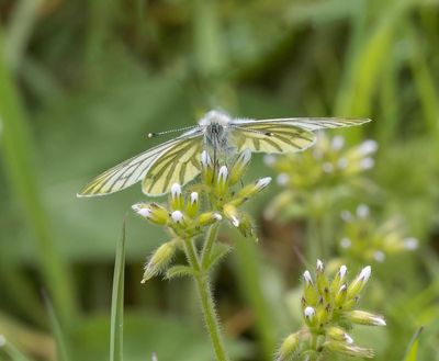 Green-veined White (Pieris napi)