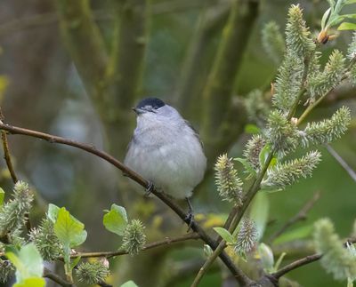 Blackcap