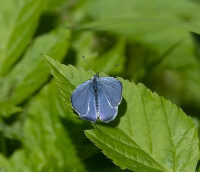 Holly Blue (Celastrina argiolus)