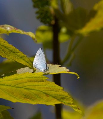 Holly Blue (Celastrina argiolus)