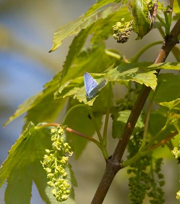 Holly Blue (Celastrina argiolus)