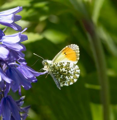 Orange-tip (Anthocharis cardamines)