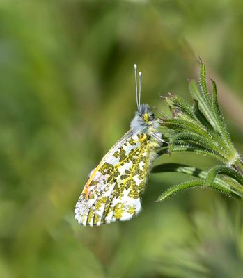Orange-tip (Anthocharis cardamines)