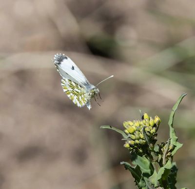 Orange-tip (Anthocharis cardamines) female