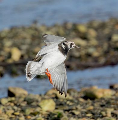 Turnstone