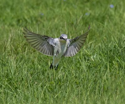 Wheatear