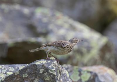 Tree Pipit