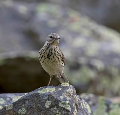 Tree Pipit