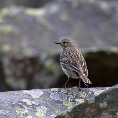 Tree Pipit