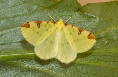 Brimstone Moth (Opisthograptis luteolat)