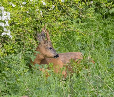 Roe buck