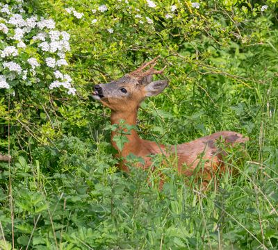 Roe buck