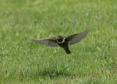 Ring Ouzel