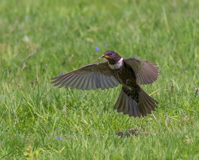 Ring Ouzel