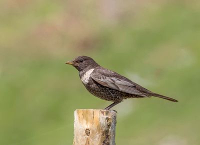 Ring Ouzel