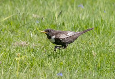 Ring Ouzel