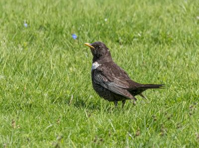 Ring Ouzel