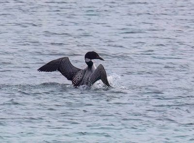 Great Northern Diver